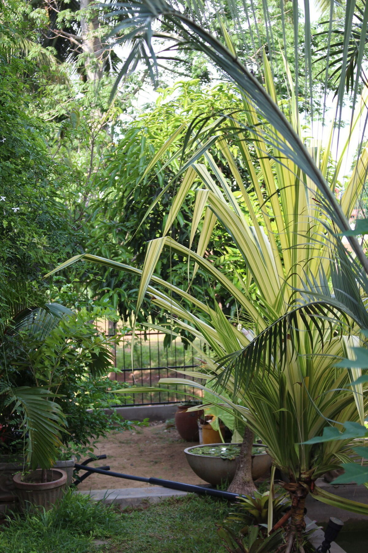Villa Kapuru Negombo Eksteriør bilde